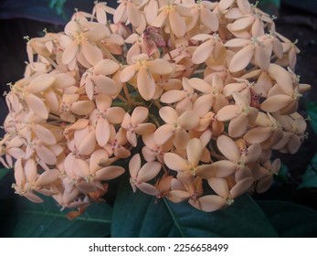 white ixora flowers that bloom at the end of the rainy season in tropical areas