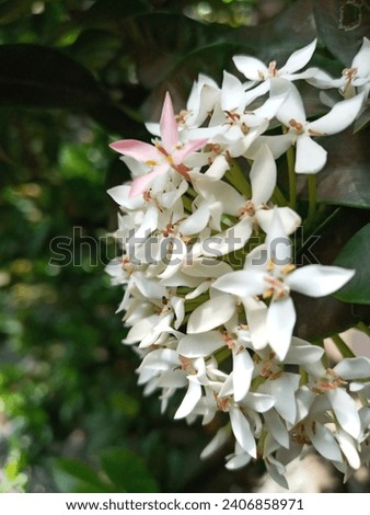 white ixora, ornamental flowers. white, star-shaped flowers occur in round clusters at the stem tips. This cultivar blooms throughout the year.