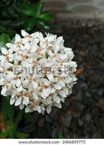 White ixora, ornamental flowers. White, star-shaped flowers occur in round clusters at the stem tips. This cultivar blooms throughout the year.