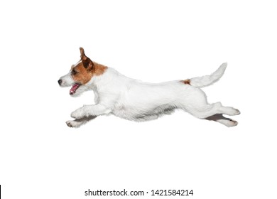 white Jack Russell Terrier dog jumping isolated on white background