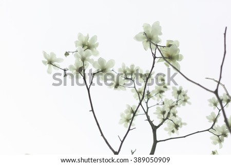 Similar – Image, Stock Photo spring on silver