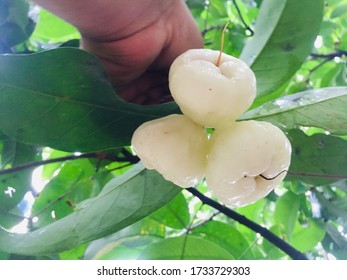 Jamrul Fruit Tree Photos and Images