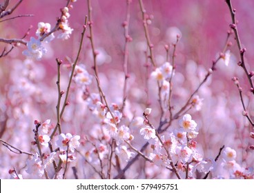 White Japanese Plum Blossoms In Early Spring