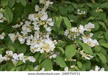 White Japanese Snowball hobblebush flowers. Highbush-Cranberry smooth hydrangea