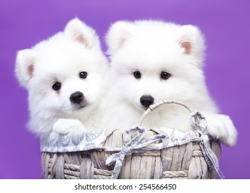  White  Japanese Spitz