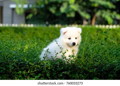 犬 正月 和 の写真素材 画像 写真 Shutterstock