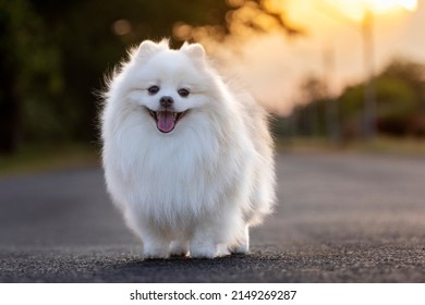 A white Japanese Spitz dog standing among in grass field,loyal, playful and smart
 - Shutterstock ID 2149269287