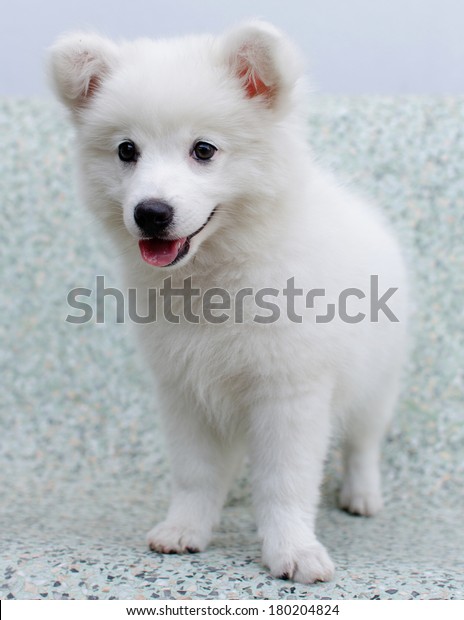 white spitz puppy