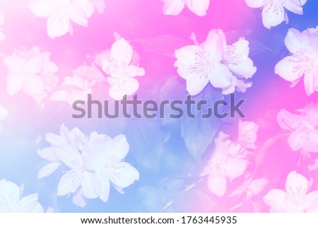 Similar – blooming buds of pink roses on a lilac background