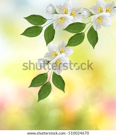 Similar – Flower Background Frame