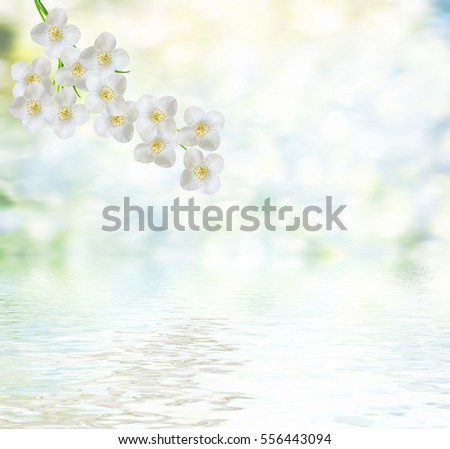 Image, Stock Photo leaf of a jasmine Nature