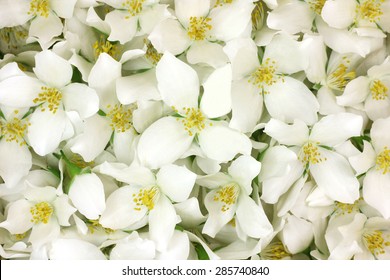 White Jasmine Buds Abstract Background