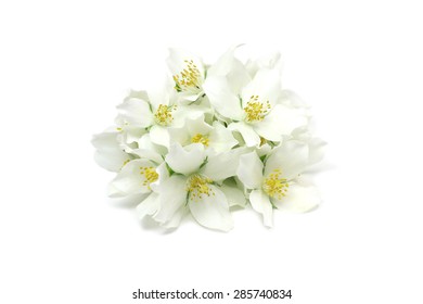 White Jasmine Buds On A White Background