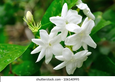 White Jasmine Flower - Shutterstock ID 106140995