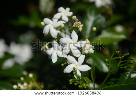 A White Jasmine Flower in Morning Garden House at Kuala Lumpur, Malaysia