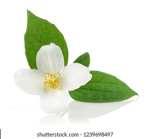 White jasmine flowers with green leaves isolated on white background - Shutterstock ID 1239698497