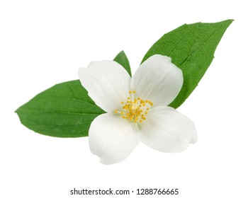 White jasmine flowers with green leaves on white background - Shutterstock ID 1288766665