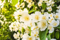 White Jasmine Flowers On A Blurred Background Close-up, Warm Sunlight. Close-up Of Jasmine Flowers In The Garden