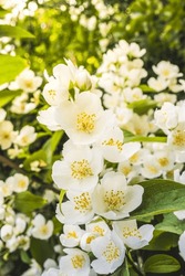 White Jasmine Flowers On A Blurred Background Close-up, Warm Sunlight. Close-up Of Jasmine Flowers In The Garden..