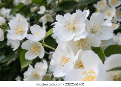 White jasmine flowers on a blurred background - Shutterstock ID 2322561431