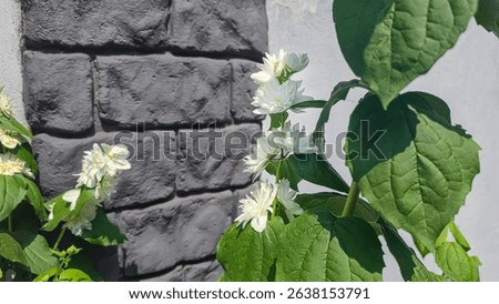 White jasmine flowers on the plot near the house. Flowers for the garden. Yard interior design. Liana plants