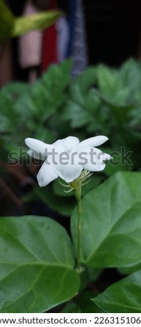 White jasmine grows in the yard and can be used as a hedge plant.  Its height can reach 2 meters.