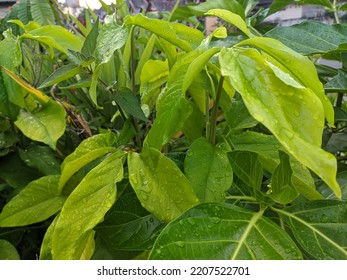 White Jasmine Leaves (Jasminum Sambac)