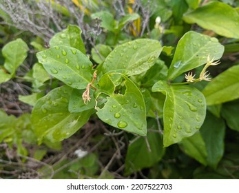 White Jasmine Leaves (Jasminum Sambac)