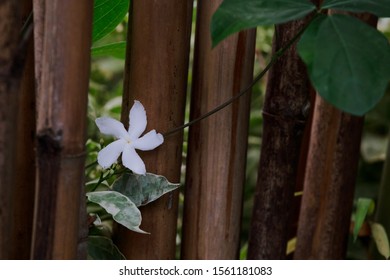 White Jasmine Star Flower On Bamboo Fence, White Flower