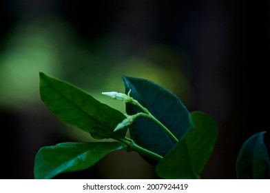 Jasmine Vine Bilder Arkivbilder Og Vektorer Shutterstock