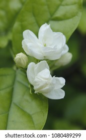 White Jasminum Sambac