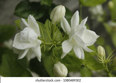 White Jasminum Sambac