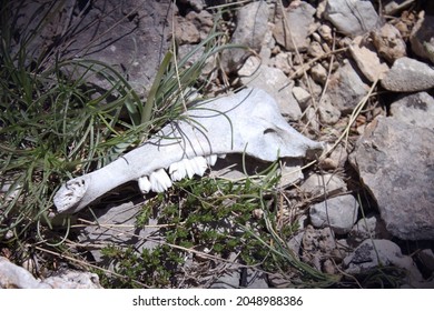 White Jaw Bone Of Dead Animal On A Rocky, Dry Ground 