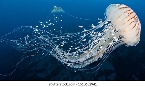 White Jellyfish dansing in the dark blue ocean water. 