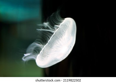 white jellyfish jelly blubber medusam  medusa