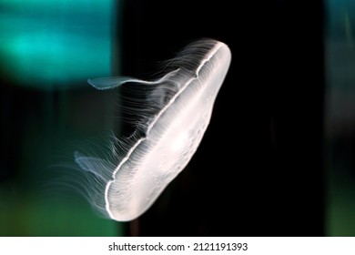 White Jellyfish Jelly Blubber Medusam  Medusa