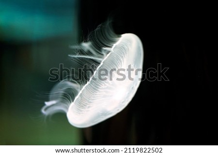 white jellyfish jelly blubber medusam  medusa