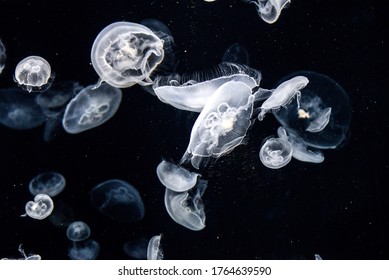 Black And White Jellyfish Stock Photos Images Photography Shutterstock