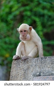 White juvenile monkey sitting on the wall with green background in Kanchanaburi, Thailand