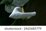 White kala flower, large and beautiful to delight the eye