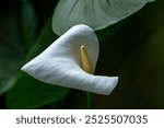 White kala flower, large and beautiful to delight the eye