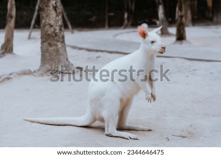 white kangaroo or albino kangaroo.