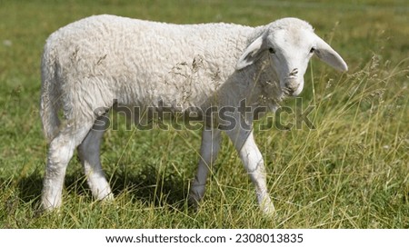 Similar – Image, Stock Photo Beautiful lamb Summer