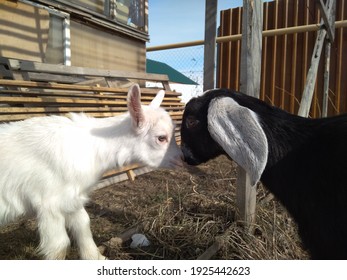 White Kid And Black Nubian Goat Butting Heads On Farm Animals