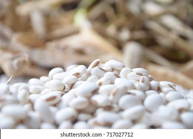 White Kidney Bean Background