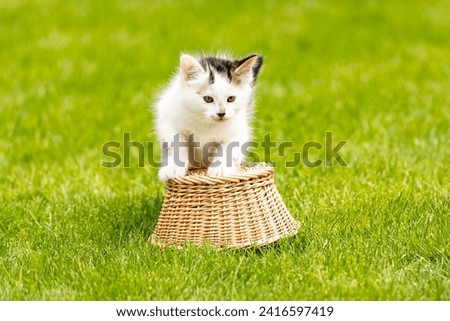 White kitten with black and brown spots is sitting on the straw basket