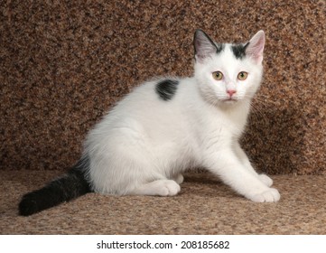 White Cat With Black Spots High Res Stock Images Shutterstock