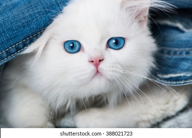 Blue Eyed Kitten Images Stock Photos Vectors Shutterstock