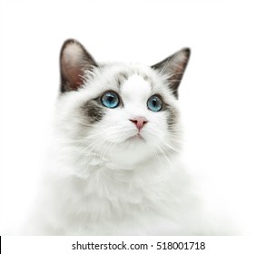 White kitten with blue eyes portrait