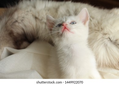 
a white kitten with blue eyes sits in a fluffy bedspread